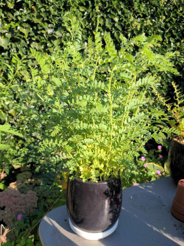 A sunlit 40 cm tall green chickpea “tuft” in a black pot on a backdrop of an ivy covered wall
