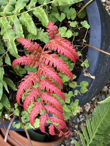 Outside, daytime. Close up of a reddish coppery fern frond hanging vertically, backed by mature green fronds.