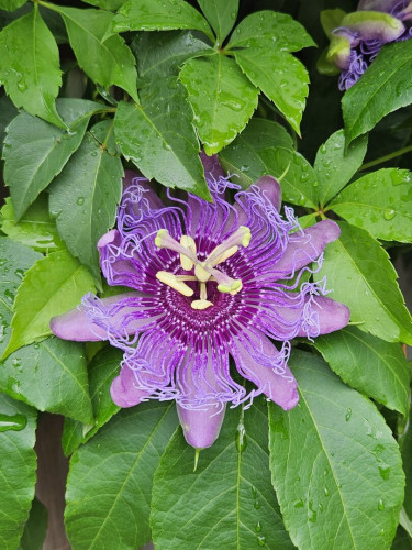 Close up of a star-like purple flower surrounded by deep green vines and leaves.