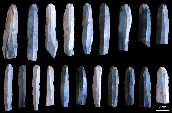 Two rows of Mesolithic flint blades found at the Limhamn Harbour, Scania, Sweden in the 1890s.
Photo: Anders Högberg
