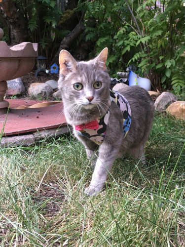 Little grey tiger tabby in her colourful harness with a pink bowtie wandering in her back garden like it's the savanna and she's a lioness.