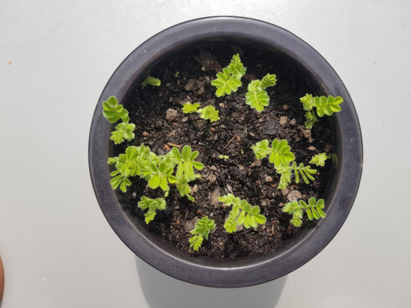 Helikopter view of 15−20 light green, hirsute chickpea seedlings growing in moist soil in a black-glazed ceramic pot