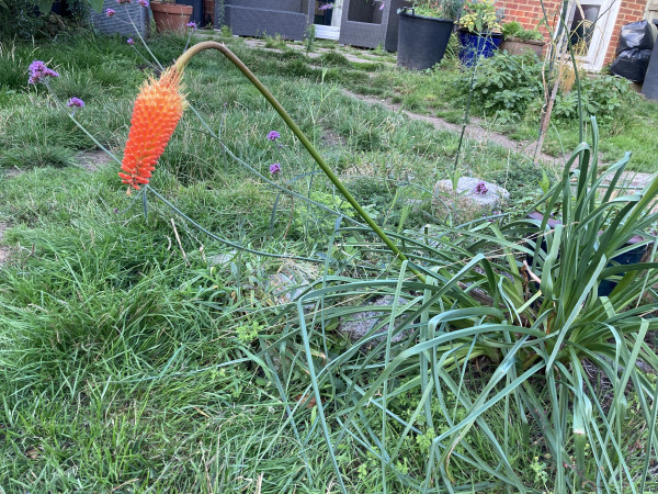 Red hot poker flower that, rather than growing upward, bends just below the flower which looks at the ground.