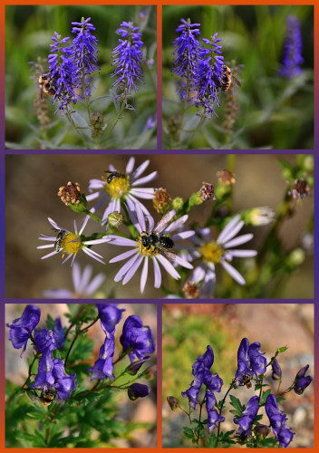 Photo collage in 5 panels, 2 top and 2 bottom more or less square, one wider, shallow pic across middle.  Framed in blue violet in middle, blending to burnt orange top and bottom.
Top two panels: blue violet spikes of small flowers,- nearly finished, these are the top few inches, last flowers of longer spikes.  One medium sized black and gold bumble bee with orange band on mid-rear in each photo (same bee, seconds apart).
Centre: a cluster of pale lavender wild aster flower heads, somewhat sparse ray flowers ('petals') and yellow centres. Some flower heads are already spent. Near the centre, on a flower head is a smallish black leaf cutter bee, with a relatively large sort of rectangular head and sleek black body with discreet white stripes. On two other flower heads are two very tiny black bees with long antennae and slightly iridescent wings folded over their bodies.
Bottom two panels: a cluster of rich violet blue monkshood flowers shaped like- monk's hoods? They have a flared opening at the bottom and bees go up inside to find their rewards, pollinating as they go! In these shots the bee (medium sized black and gold bumblebee) is at the base of a flower, about to go in.