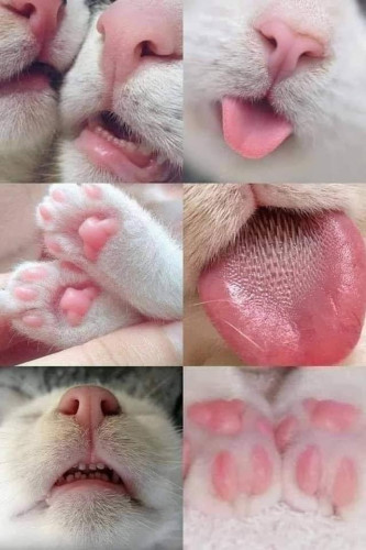 Six close-up photos the noses, fur tongues, and toe beans from two cats with all white fur