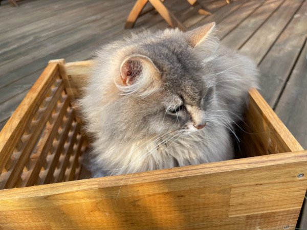 Grey Siberian cat sitting in wooden box on the catio