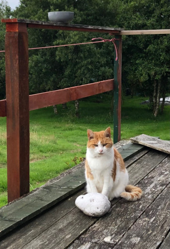 My big orange cat, sitting on the deck by a large white rock . He’s actually guarding the grey bowl on the balustrade above his head. 