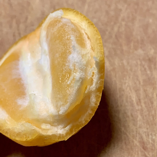 Close up of a half of a Fukushu kumquat. You can see the sectional growth like a mandarin and that the peel is easily pulled away from the fruit. The fruit is orange in color, the pith is white and the peel is orange. 
