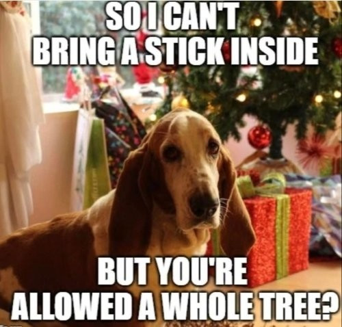 A picture of a dog in front of a Christmas tree with the text "So I can't bring a stick inside but you're allowed a whole tree?"