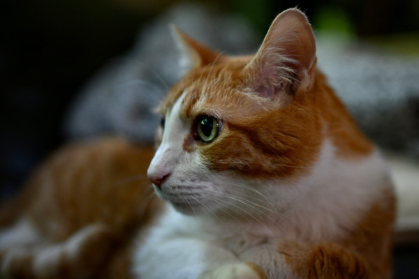 Thor, the orange and white tabby cat looking to the side 