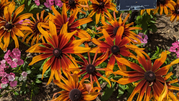 Close up of a flower that is shaped a lot like a coneflower but with long petals that are bright orange on the ends and deep red in the middle with a brown center.