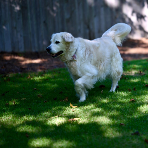 The most beautiful white golden retriever prancing in the green grass. Her tail is mid swoosh and she’s looking to the right. A brown fence is in the background behind her. There are a lot of little spots of sunlight that have filtered through the trees onto the ground. 