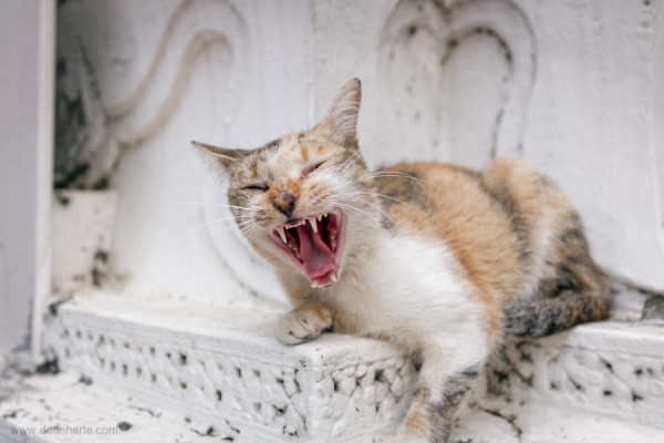 A street cat 'roars' at a temple in Phnom Penh, Cambodia