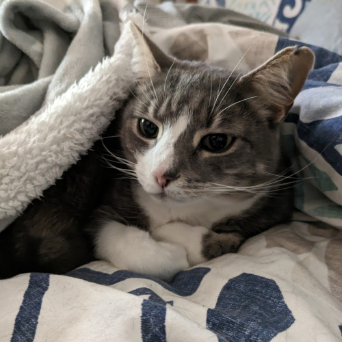 Grey and white cat with a pink nose snuggled under blankets on a bed. Only her face and tucked in paws are visible.