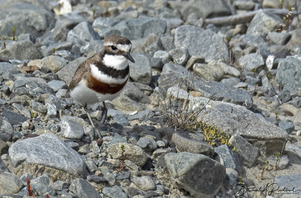 Small long-legged bird with brown back, white underside, and two stripes (one black and one caramel-colored), standing on gray rocky shore