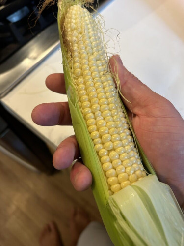My very first ever ear of corn! How’s it look? (Jaws Hybrid variety)