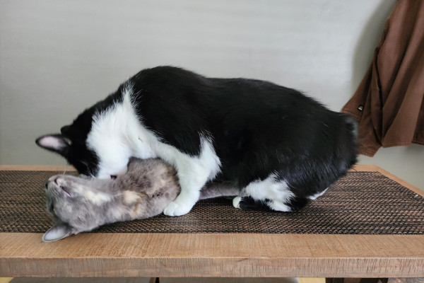 A large Manx tuxedo cat named Mr Minx is cleaning a diluted torty cat named Elsa. 