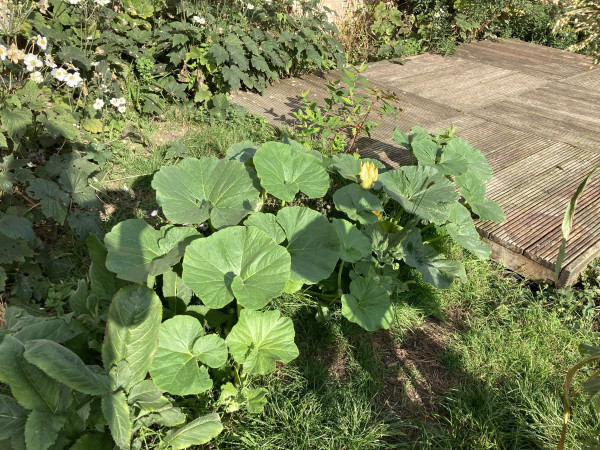 Outside, sunny day. Large pumpkin or squash vine growing next to a deck, other plants growing around the deck, some with white flowers.