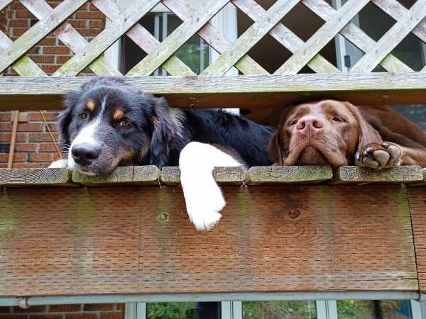 Two dogs with their heads stuck under the bottom rail of a deck fence, looking down. Both looking like they'd much rather be down at the level of the photographer.