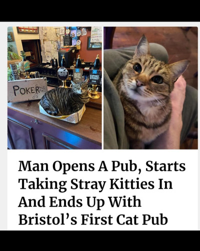 A meme showing two pictures of cats in a pub, captured:  Man Opens A Pub, Starts Taking Stray Kitties In And Ends Up With Bristol's First Cat Pub