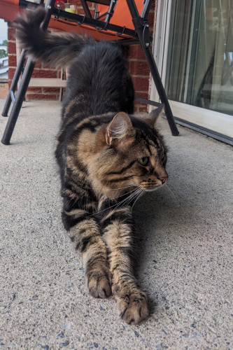 Roscko the Tabby was caught mid-stretch, his forepaws lined up in front of him, his tail swishing in the back.