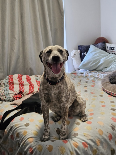 Mia, a grey spotty dog, she's sitting on my house mate's bed. Her mouth is open in a huge smile. She looks incredibly happy!