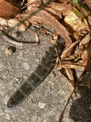 Outside, daytime. Large greyish brown caterpillar with 4 spots (fake eyes) up near its head. The colour pattern on its back looks like fake scales. It's moving off pavement & into dry leaves.