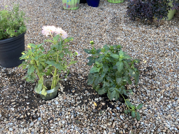 Outside, daytime. Pair of dahlias, one in bloom, the other in bud, newly planted in gravel area.