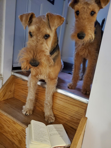 Tilly the beautiful 11-year-old Airedale terrier sits and Mavis the 1-year-old Airedale puppy stands on the basement stairs landing, looking perky and adorable. At their feet is a small notebook containing a handwritten transcription of the poem "talking to the dog at midnight" by Leslie Greentree from the poetry collection guys named Bill
