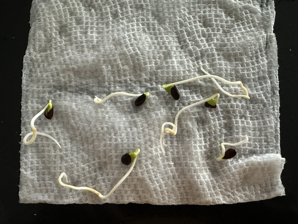 Six apple seeds in a damp paper towel, each have sprouted and are on their way to grow into a strong tree. 