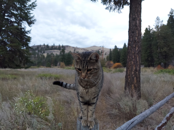 A medium sized cat named Sasha gets reluctantly ready to jump off a fence post. Behind him is dry grassy field with big pine trees. Way in the background is a dry grassy hill with even more pine trees mixed with a few Douglas fir trees.