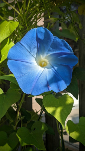 A bright blue morning glory flower.