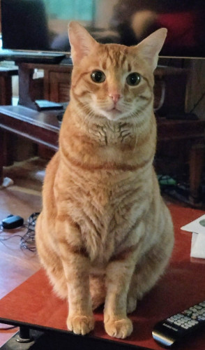 An orange tabby cat sitting upright on a coffee table and looking straight into the camera.