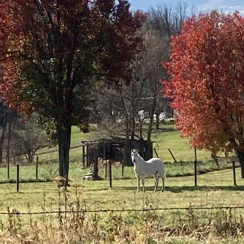 a white horse stands in a field in the fall, looking at the camera