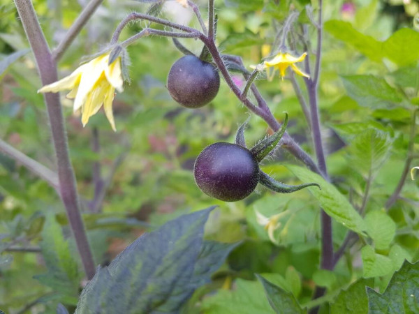 Two almost aubergine coloured cherry tomatoes and a single pale yellow tomato flower is seen close-up among foliage.