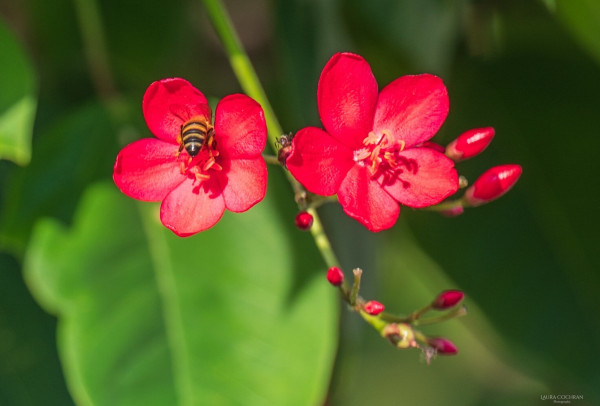 A branch with two deep pink flowers, one of which has a bee on it, and buds, in front of green leaves. 