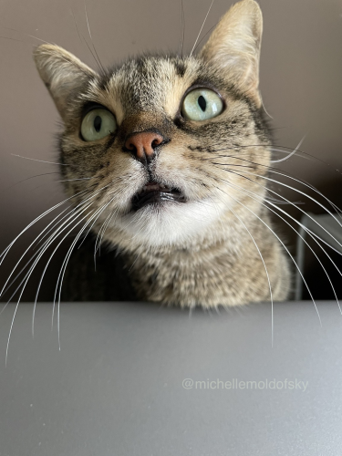 Behind a grey closed laptop, a brown tabby cat named Busy’s face is looking up. Her chin fur is white and her lips are black. Her mouth is a little bit open and her bottom teeth are showing. Her whiskers are gloriously splayed out over the laptop. 