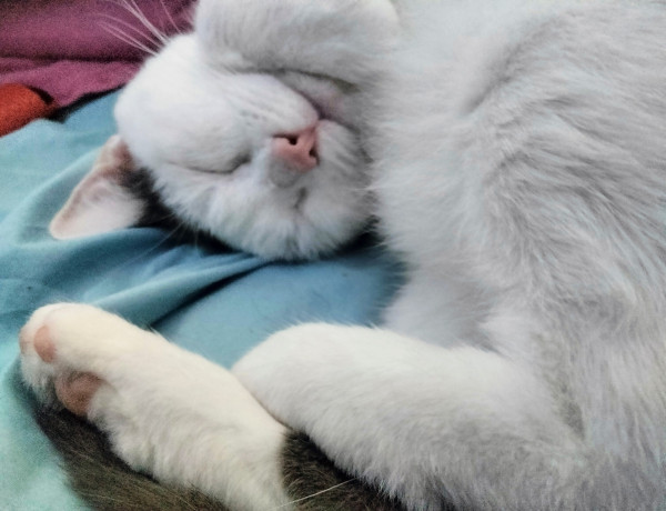 A white and gray shorthair cat is curled up on a blue bed sheet with her head upside down and one back leg curled over the other. She is napping.