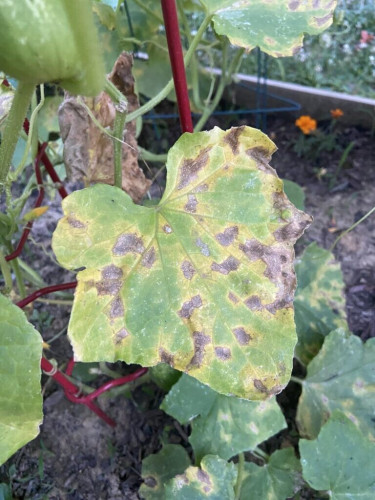 Help! What’s happening to my cucumber plants?