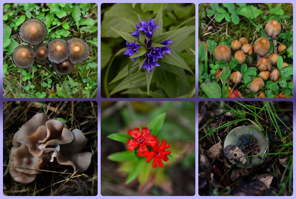 photo collage in 6 panels, 3 top horizotally, and 3 bottom. Top centre is violet blue Gentian, cluster of a half dozen or so flowers tubular/bell shaped, pointed upward and flaring open to 5 pointed petals, above mid green leaves tapering to points with linear veins looking almost quilted. Centre bottom two bright scarlet flowers, covered in reflective water. 5 Petals shaped like letter v's, joined at the pointy end. Over semi narrow light green leavesdescending into blur on a vertical stem, lowest leaves pinky.
Top left and right, 2 views of the same kind of toadstool mushroms like bunches of little browny grey umbrellas, pale in the middle, with a darker 'outline' around the outer rim. Left is more mature, open and greyer, right is just emerging from soil, more pinky-golden tan, and umbrellas still mostly closed.
Bottom left a pale beige bunch of mushrooms, starting regular shape as they emerge then becoming wavy as they grow. Packed together almost looks like one frilly fungus.
Right just emerging from leaf litter and grass, a smooth grey mushroom, lighter around the rim, and dark in centre with definiteblue and green highlights.