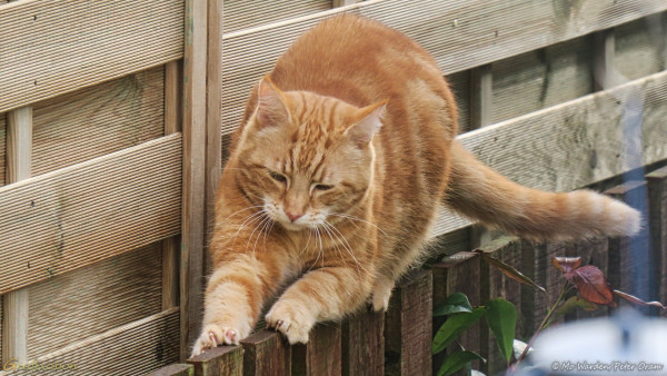 A well-rounded (as in tubby) ginger ex-tom cat, on the top of a low garden fence, sharpening his claws and scent-marking. His back is quite arched and his expression is very intent. He looks healthy and well fed.
