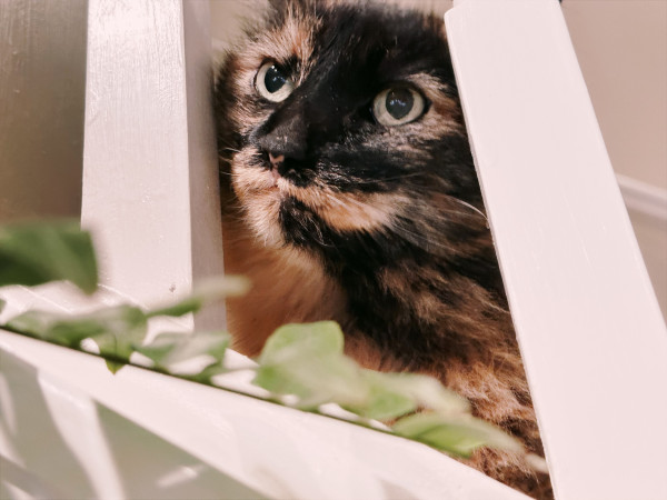 A tortoiseshell cat with big eyes staring from behind stairs