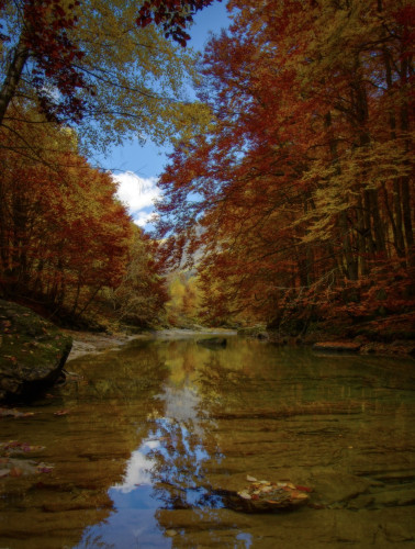 Árboles de otoño y algo de cielo azul reflejados en un riachuelo en calma en Ordesa (Huesca) | Low angle view of a calm river with reflections of Autumn trees.