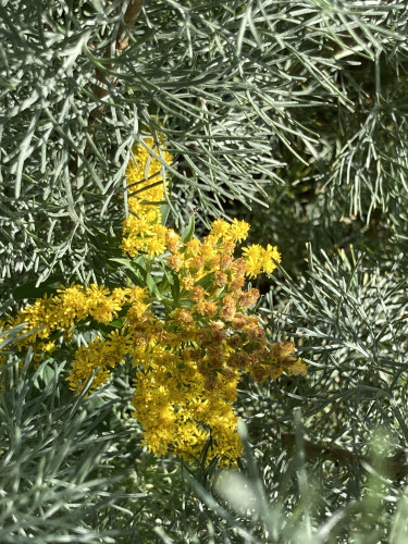 Outside, sunny day. Goldenrod blooms within an unnamed sagebrush.
