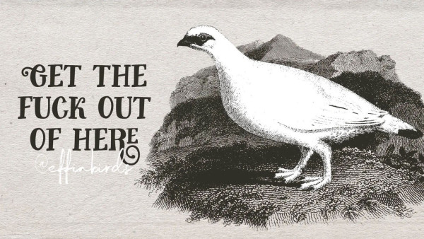 “GET THE FUCK OUT OF HERE” next to a drawing of a bird, from effinbirds.com