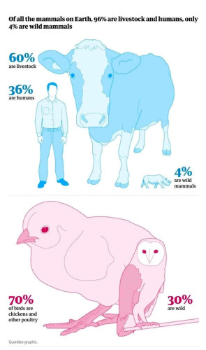 Drawing of a man, medium size, next to a cow, very large, next to a rhino, very small.  TEXT: Of all the mammals on Earth, 96% are livestock and humans. Only 4% are wild mammals. 

Below that, another drawing shows a huge baby chick next to a very small owl.  TEXT: 70% of birds are chickens and other poultry, 30% are wild.