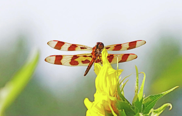Close up of Halloween Pennant dragonfly resting on yellow sunflower with greyish background