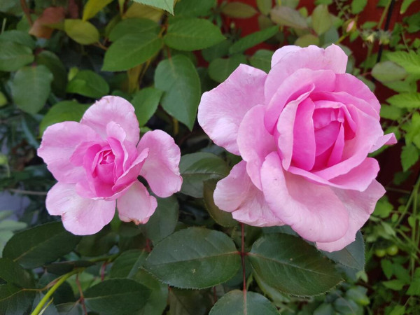 Two double-flowered pink flowers of an unnamed rose cultivar on a backdrop of its own dark green foliage.
