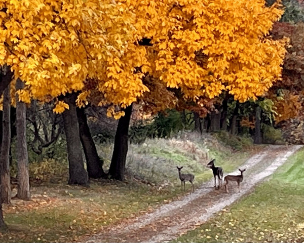 Three deer on a two track gravel road under a tree with orange leaves