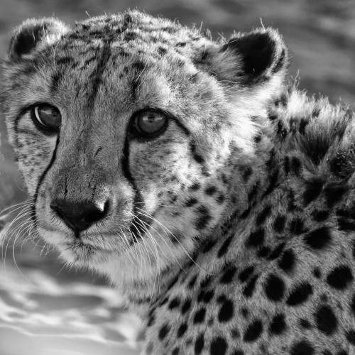 Cheetah in close up in Namibia, Southern Africa in black and white
